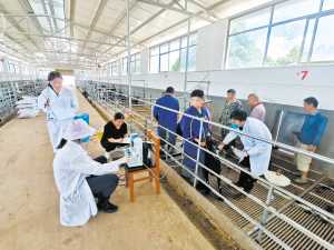 科研人員活體測量云上黑山羊背膘。 云南省畜牧獸醫(yī)科學(xué)院供圖 