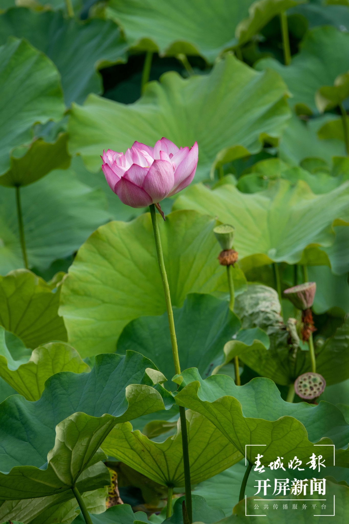 （昆滇傳內(nèi)容）有一種叫云南的生活 大理洱源茈碧湖：度夏賞荷正當時（有視頻） (3).jpg