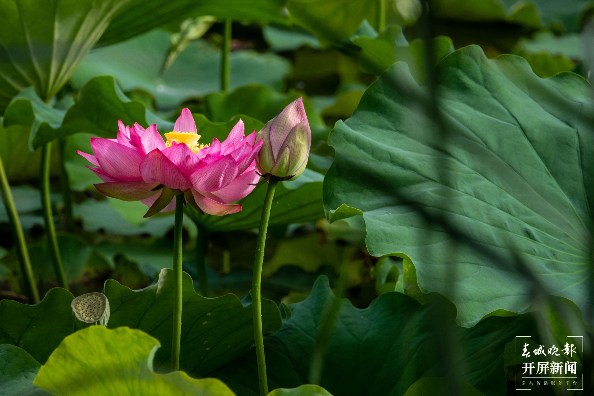 （昆滇傳內(nèi)容）有一種叫云南的生活 大理洱源茈碧湖：度夏賞荷正當時（有視頻） (1).jpg