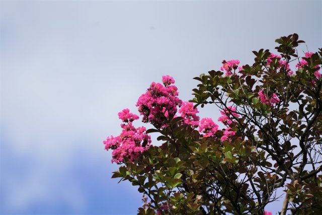 2023年7月28日 火把花4.JPG