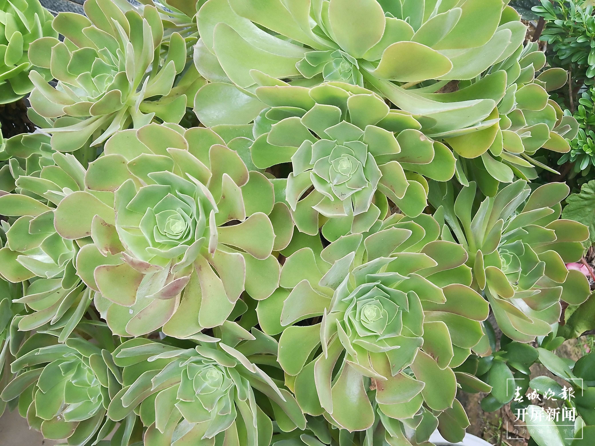 （昆滇傳內(nèi)容）大理洱源規(guī)?；N植多肉產(chǎn)銷兩旺，電商銷售創(chuàng)收喜人 (1).jpg