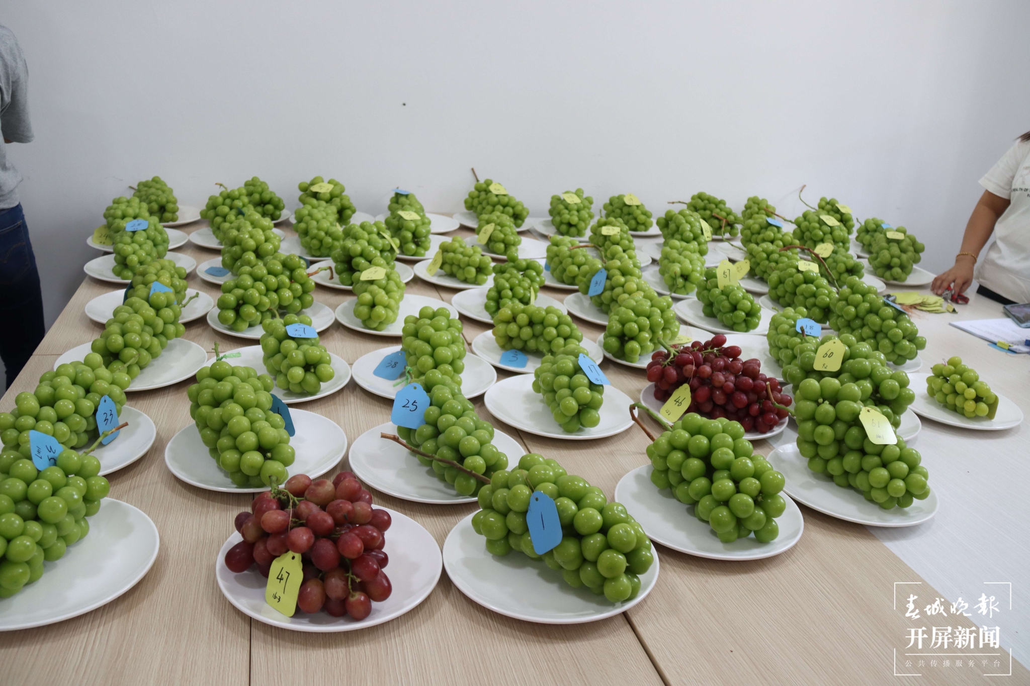 (昆滇傳內容)品評風味！大理賓川60位“葡萄種植達人”同臺PK (1).JPG