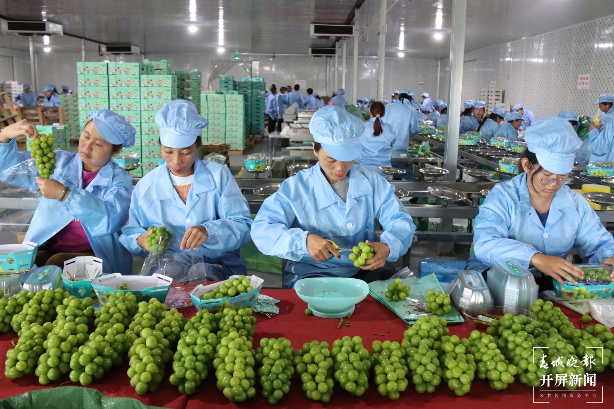 (昆滇傳內容)品評風味！大理賓川60位“葡萄種植達人”同臺PK (8).jpg