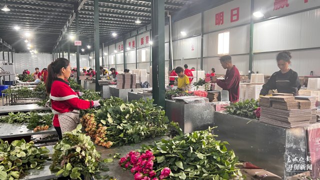 張良花卉車間內(nèi)，工人分工明確.jpg