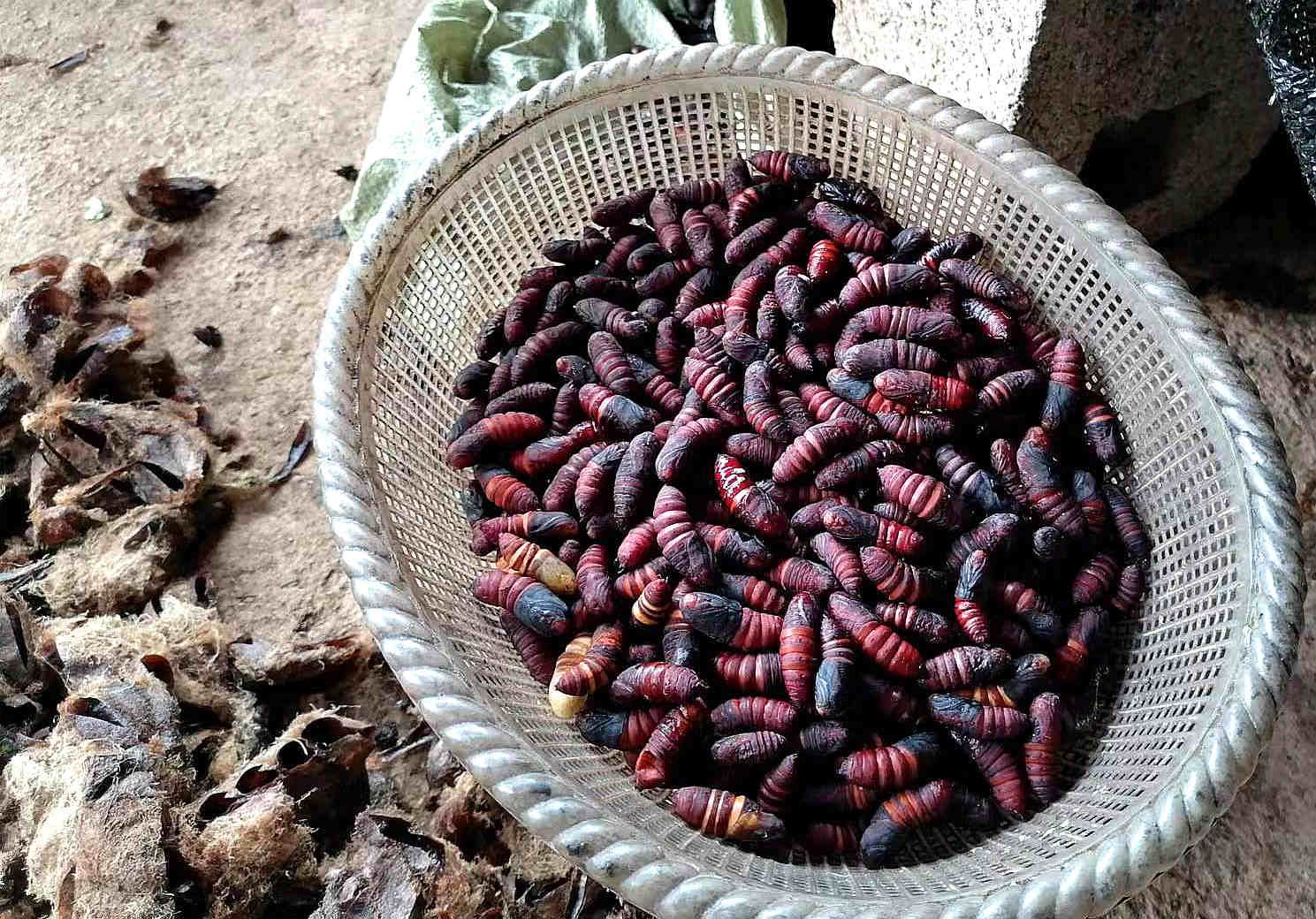 使勁搖頭的蛹兒 讓您點頭的美味