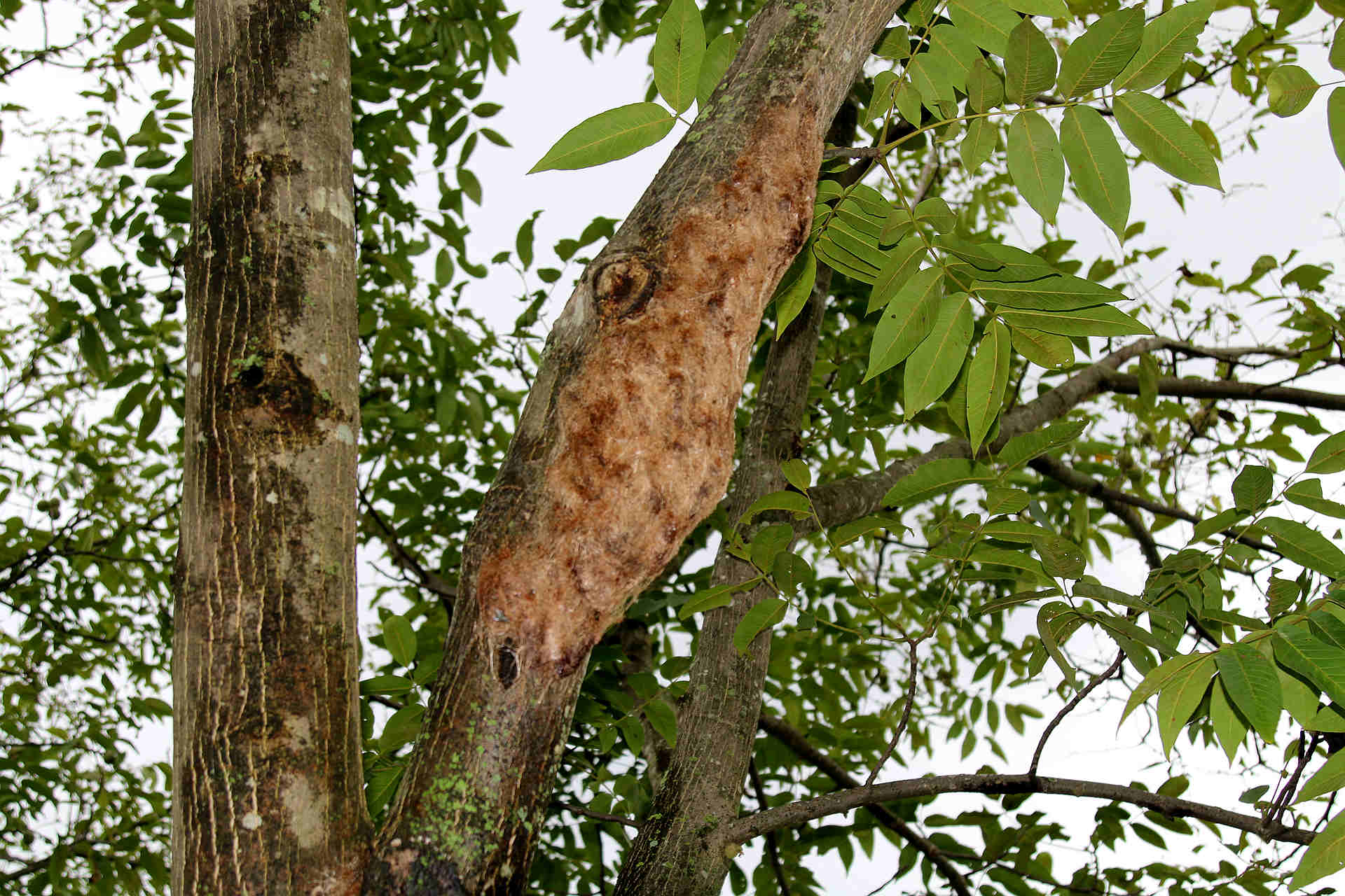 使勁搖頭的蛹兒 讓您點頭的美味