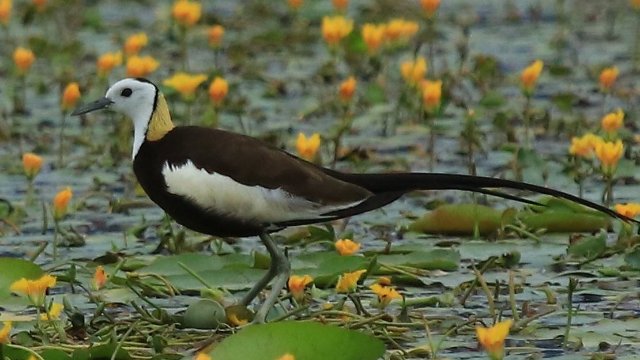 孵化趙輝攝 (6).JPG