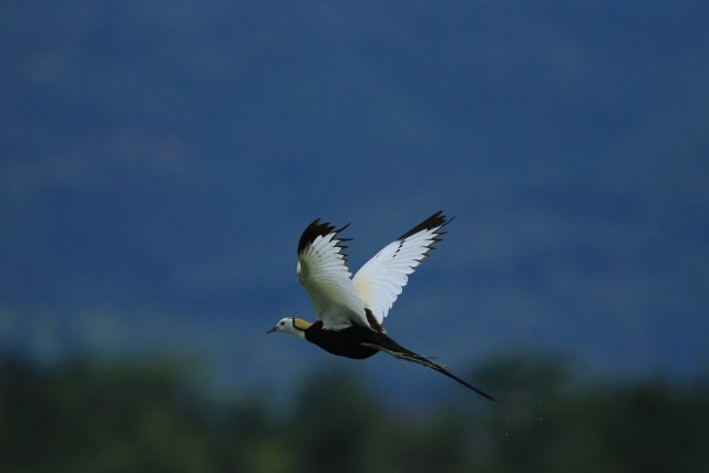 掠過長空趙輝攝 (8).JPG