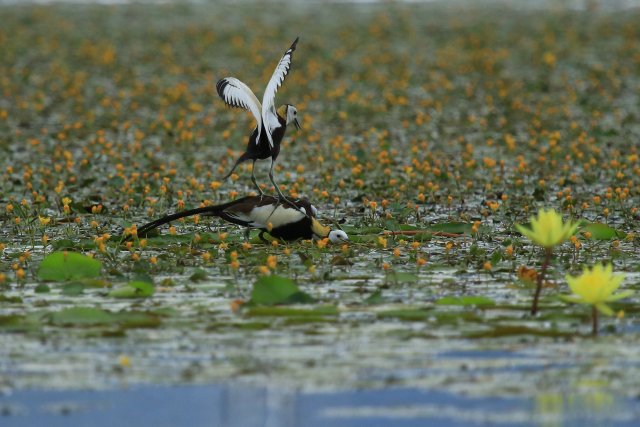 踩背趙輝攝 (10).JPG