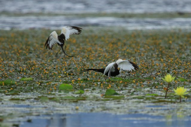 嬉戲趙輝攝 (11).JPG