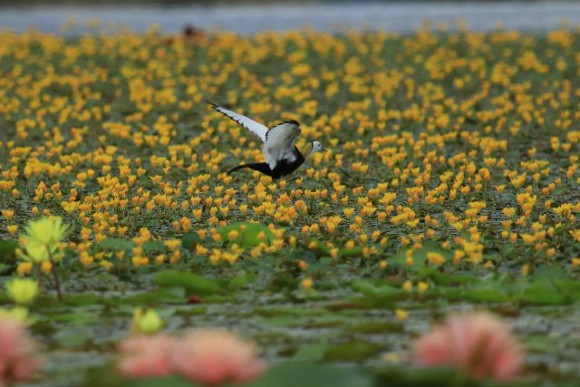 地盤趙輝攝 (7).JPG