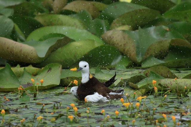 戲水趙輝攝 (1).JPG