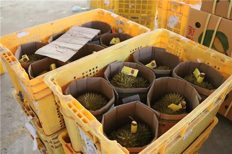 打包裝箱好的榴蓮1.JPG 圖片