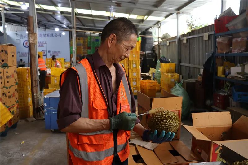 榴蓮驗(yàn)果師在驗(yàn)果2.JPG 圖片