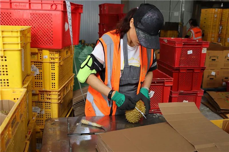 工人在打包榴蓮2.JPG 圖片