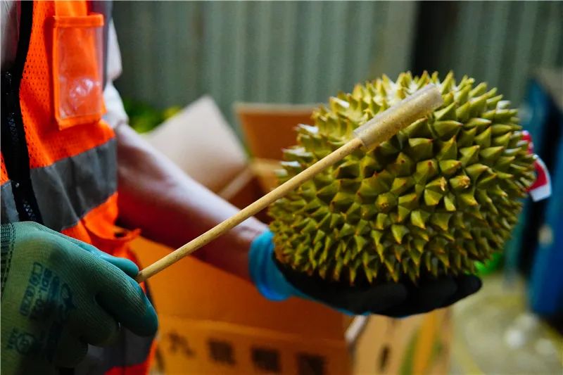 用橡膠棒敲擊榴蓮進(jìn)行驗(yàn)果.JPG 圖片