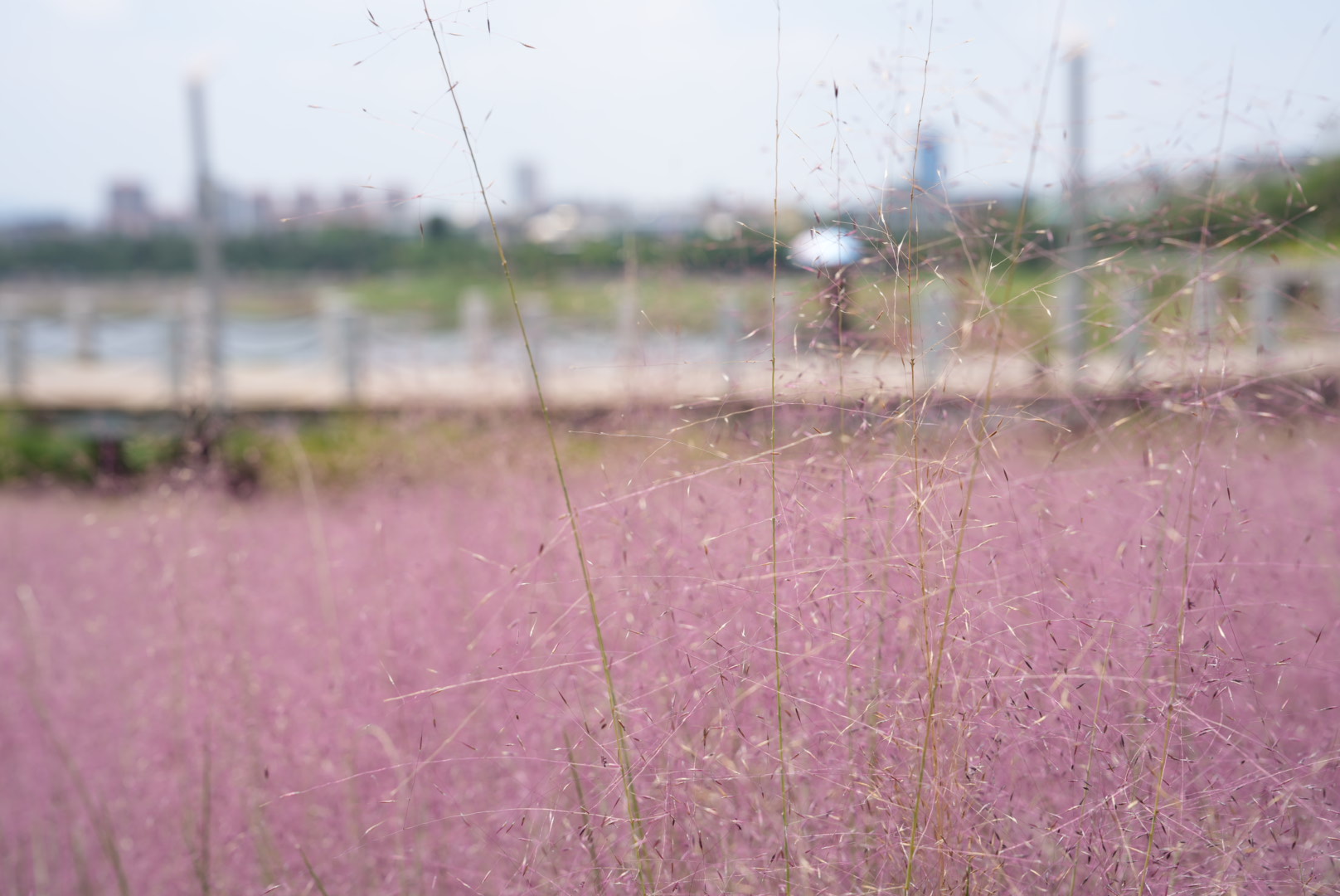 粉黛亂子草 (8).jpg