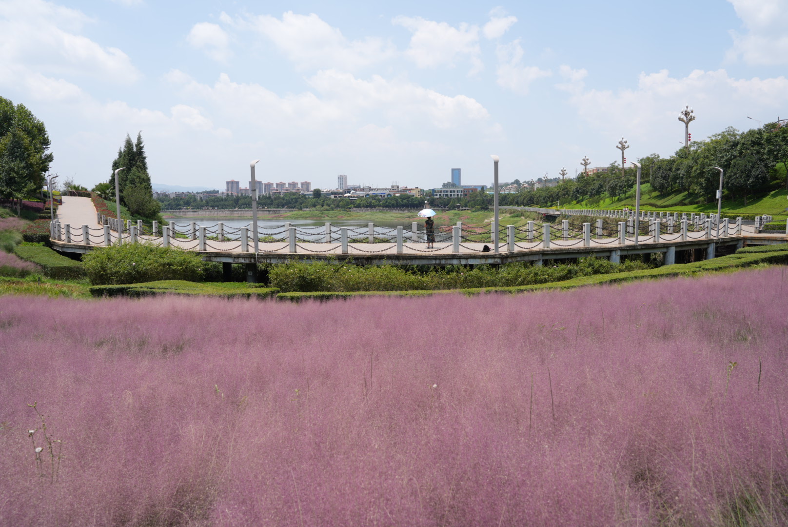 粉黛亂子草 (1).jpg