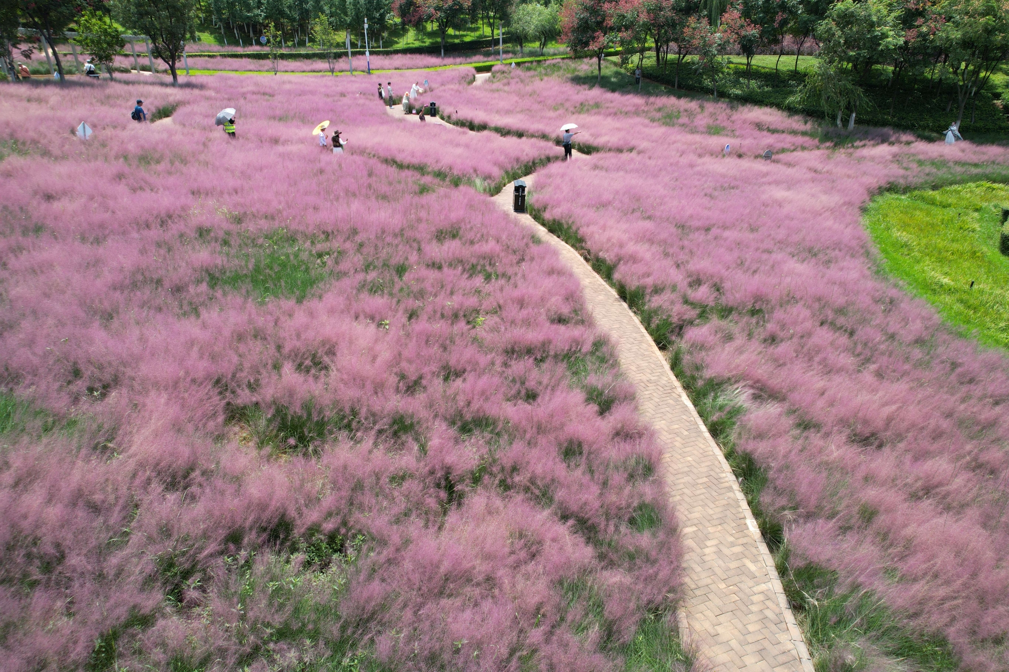 粉黛亂子草 (6).jpg