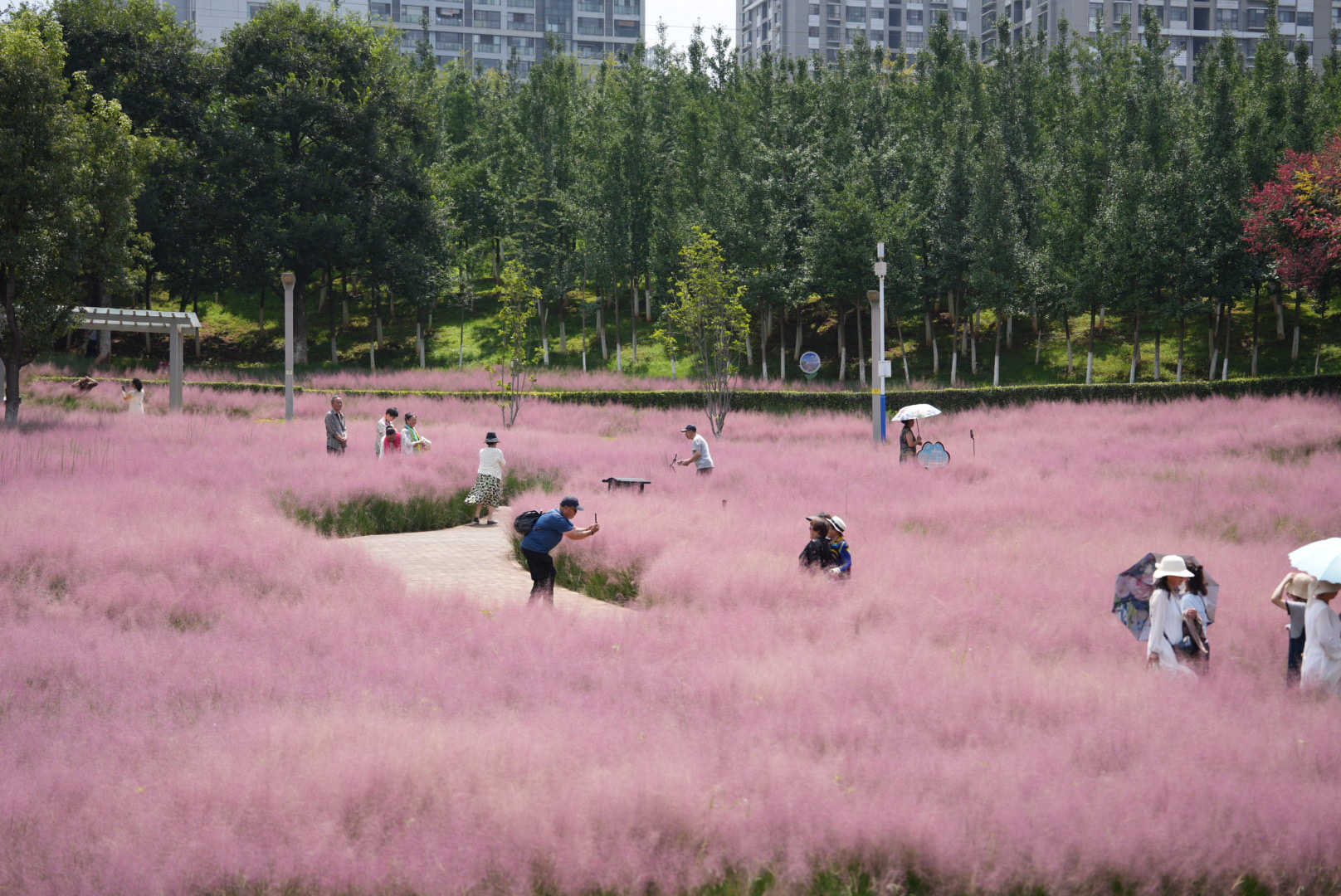 粉黛亂子草 (9).jpg