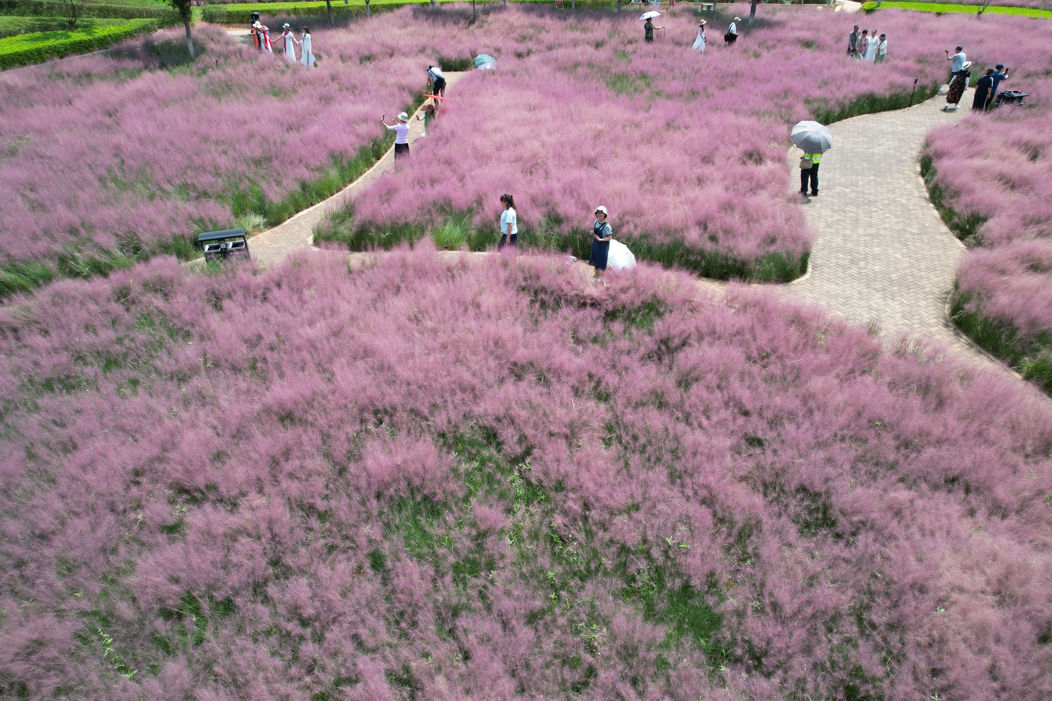 粉黛亂子草 (2).jpg