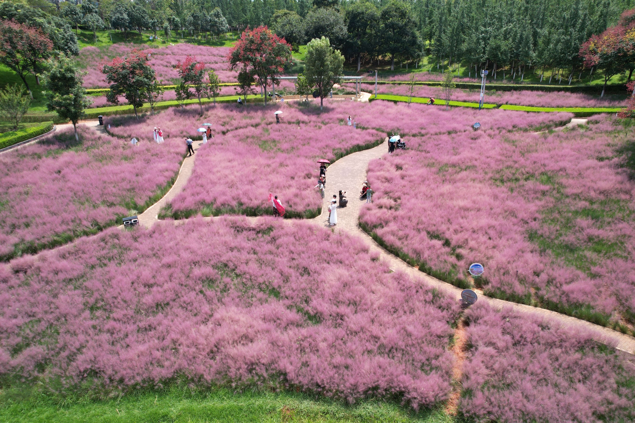 粉黛亂子草 (4).jpg