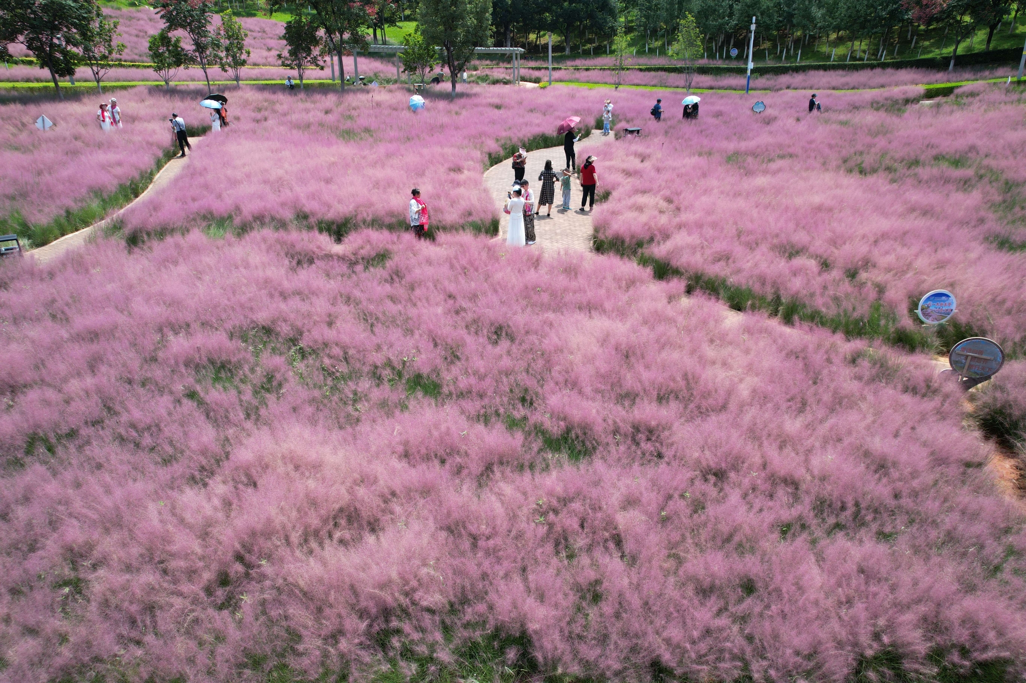 粉黛亂子草 (5).jpg