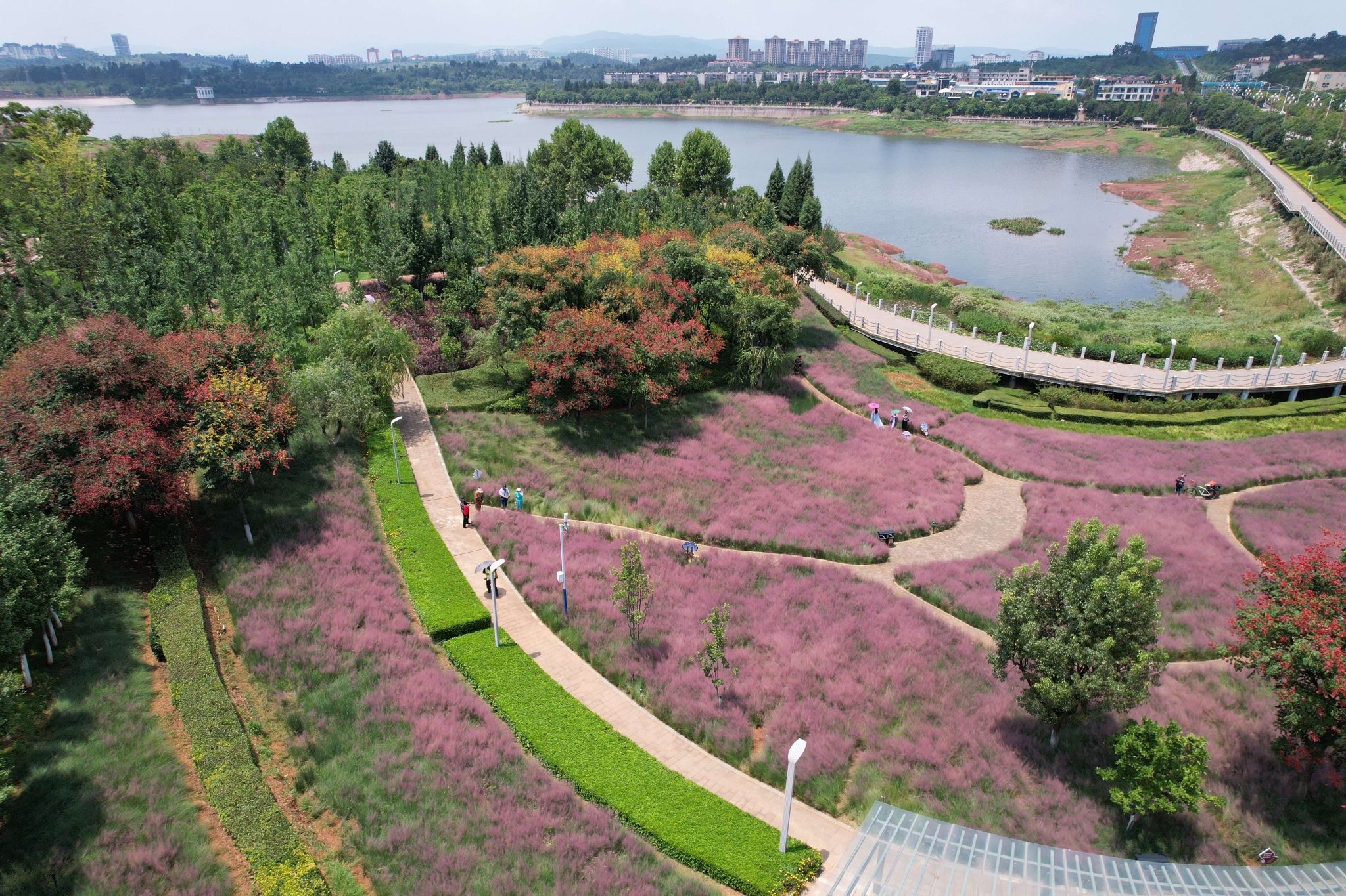 粉黛亂子草 (7).jpg