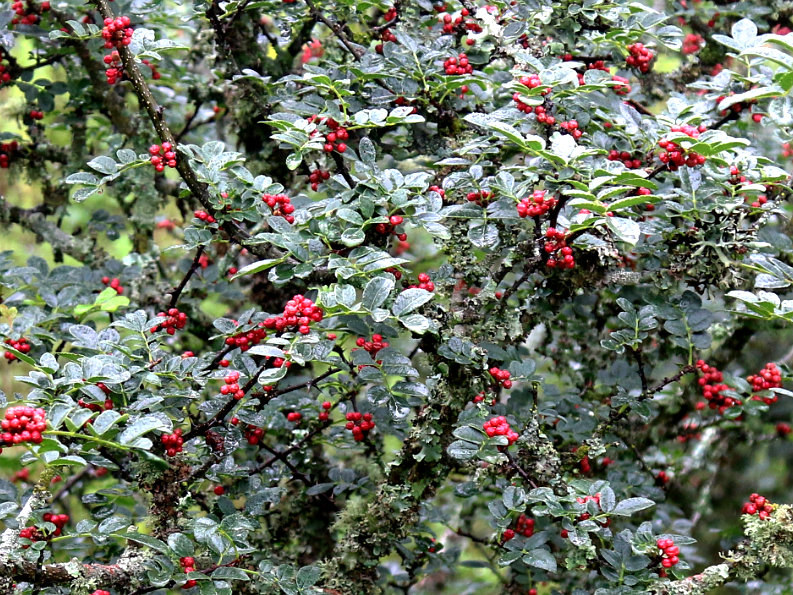 有一種叫云南的生活｜鳳慶縣郭大寨鄉(xiāng)：生態(tài)美、農(nóng)民富，小花椒書寫鄉(xiāng)村振興新篇章