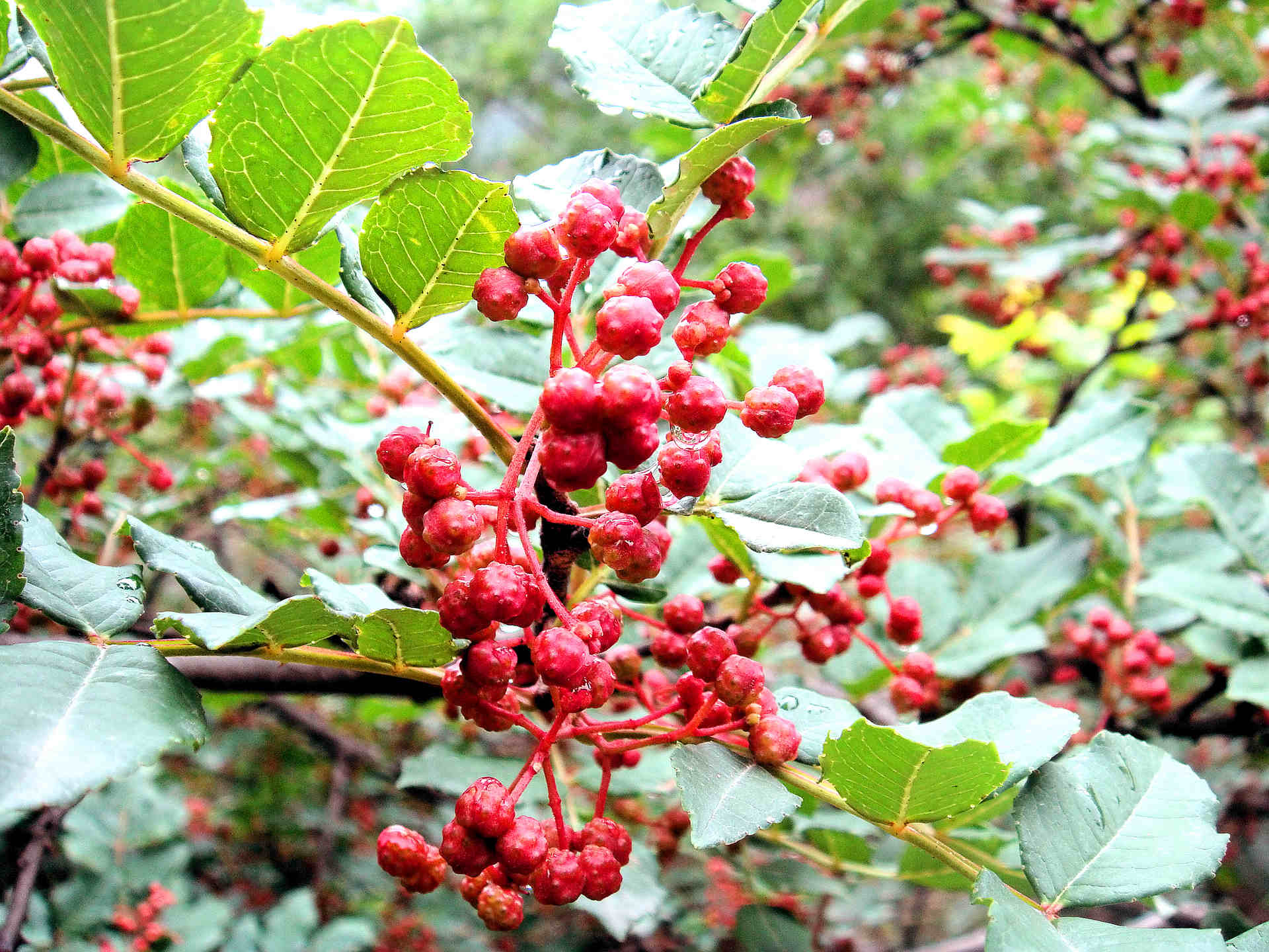 有一種叫云南的生活｜鳳慶縣郭大寨鄉(xiāng)：生態(tài)美、農(nóng)民富，小花椒書寫鄉(xiāng)村振興新篇章