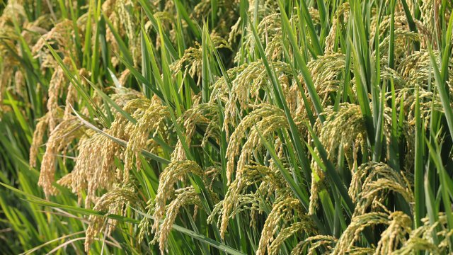 稻母之鄉(xiāng) (1).JPG