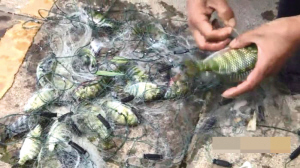 86411694105060955 86411694105060955