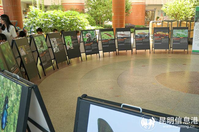 9月20日下午，流動博物館帶云南百種特色動物圖片展進幼兒園