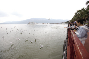 32931696956411339 32931696956411339