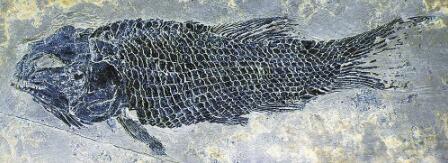 圓尾滇東魚模式標(biāo)本