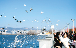 客在滇池大壩喂海鷗。資料圖