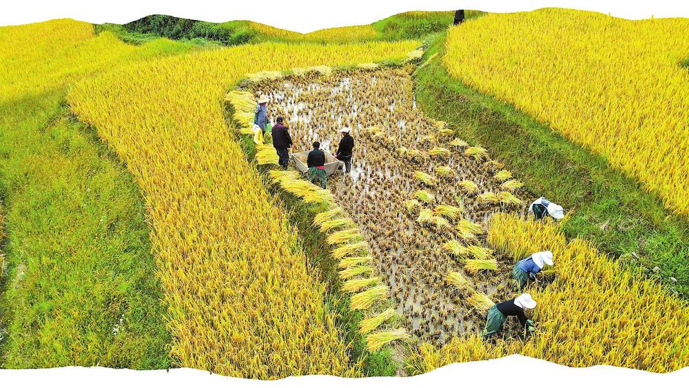 正在收割稻谷的紅河哈尼梯田。 供圖