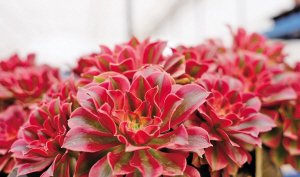 韓晶的多肉花園