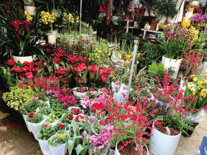 市民選購年宵花 　　■ 都市時報全媒體記者 楊文爽