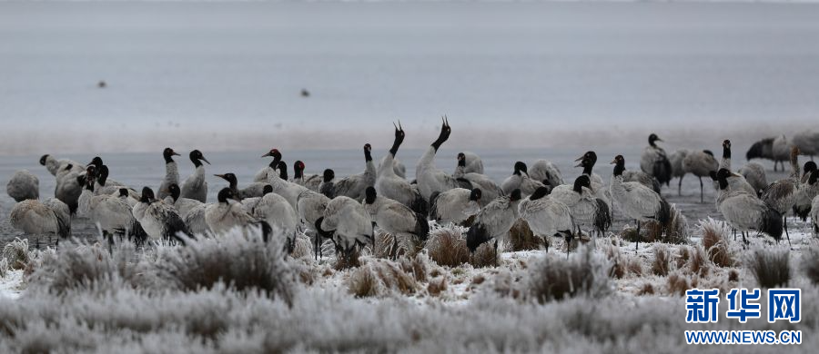 202401287caf3e8f65e5499588e0f0c0e97ddd48_20240126988866f17ff64161af2d9b3297458fcc