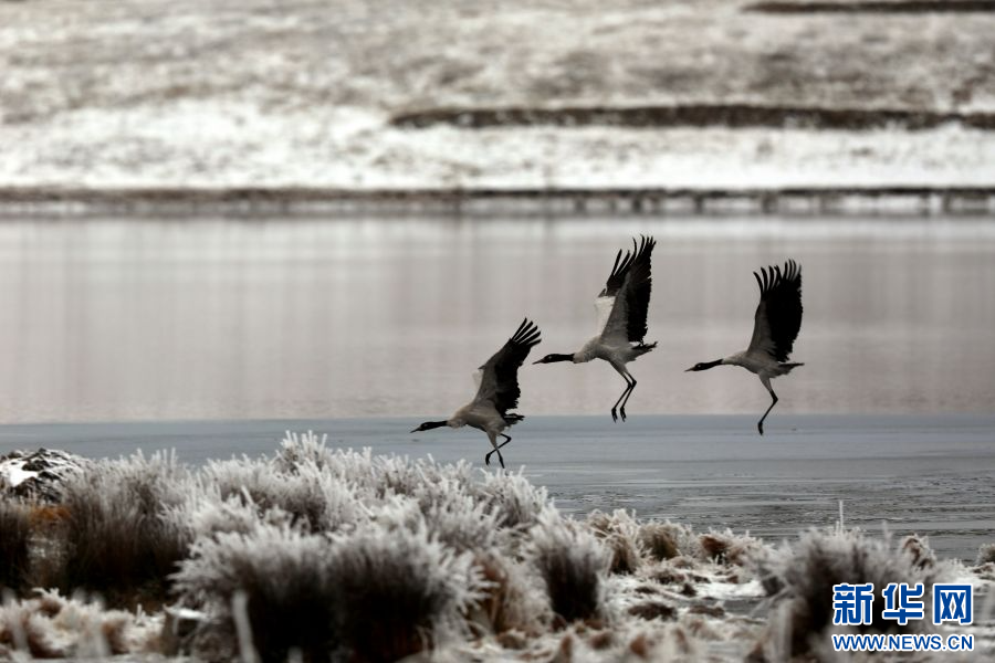 202401287caf3e8f65e5499588e0f0c0e97ddd48_20240126a973002702dd47819827a7fc7d766512