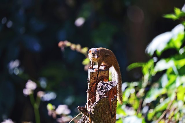 北樹(shù)鼩 李發(fā)芳攝.jpg
