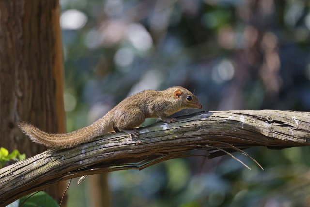 北樹(shù)鼩 楊吉強(qiáng)攝.jpg