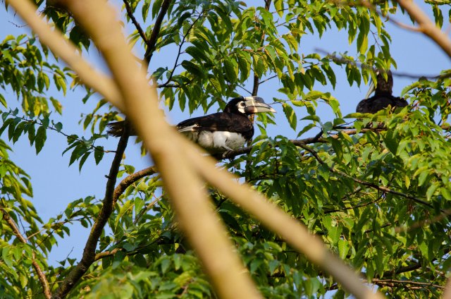 冠斑犀鳥(niǎo)停留于樹(shù)枝間 寸德山攝于2月29日風(fēng)平鎮(zhèn)帕底村.jpg