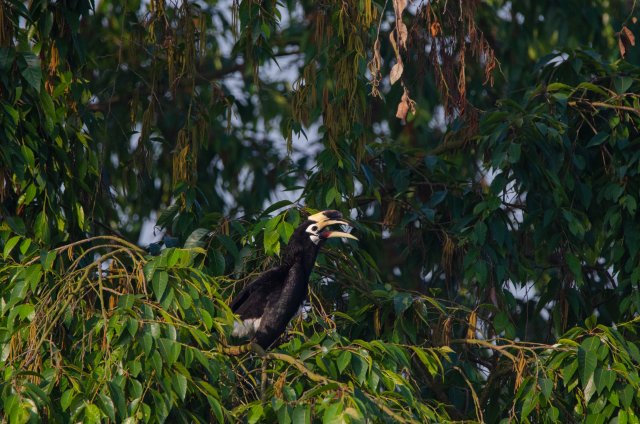 冠斑犀鳥(niǎo)棲息于小葉榕上 寸德山攝于2月29日風(fēng)平鎮(zhèn)帕底村.jpg
