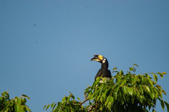 冠斑犀鳥(niǎo)停留于小葉榕樹(shù)冠上 寸德山攝于2月29日風(fēng)平鎮(zhèn)帕底村.jpg