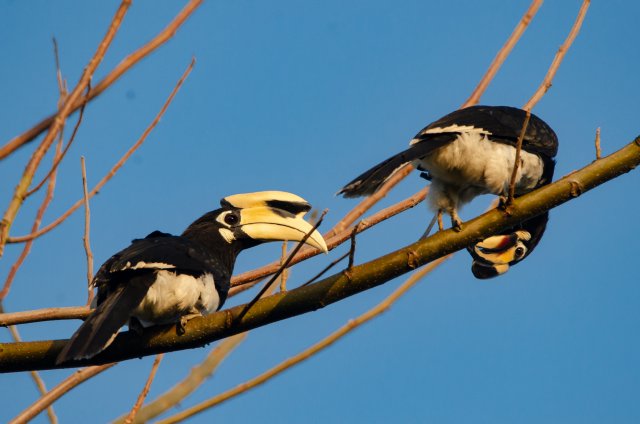 冠斑犀鳥(niǎo)棲息于核桃樹(shù)枝上 寸德山攝于2月29日風(fēng)平鎮(zhèn)帕底村.jpg