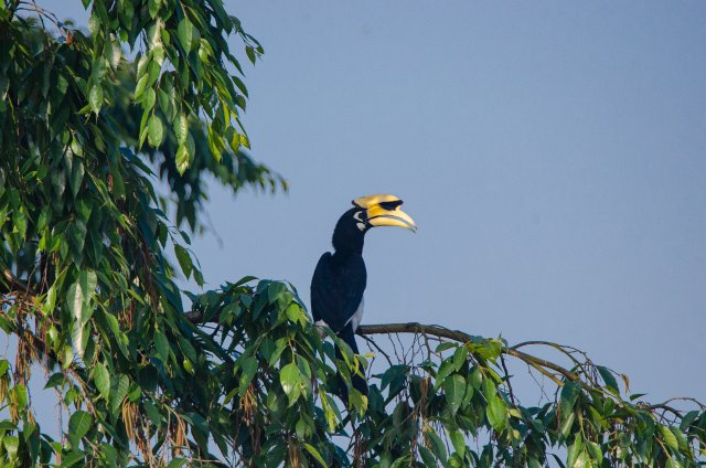 冠斑犀鳥(niǎo)棲息于樹(shù)上 寸德山攝于2月29日風(fēng)平鎮(zhèn)帕底村 .jpg