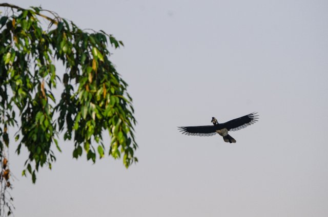 冠斑犀鳥(niǎo)造訪德宏州野生動(dòng)物收容救護(hù)中心 寸德山攝于2月29日風(fēng)平鎮(zhèn)帕底村.jpg