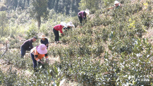 茶農(nóng)正在龍井茶試種基地采第一批春茶 胡俊 拍攝時間:3月4日.png